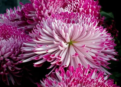 Картина на холсте Астры и хризантемы красивые цветы эстетика природа (2)  20х30 см - купить по низкой цене в интернет-магазине OZON (1180996271)