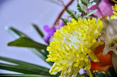 закрыть красивые хризантемы в саду Фото Фон И картинка для бесплатной  загрузки - Pngtree