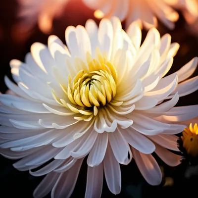 Очень красивые хризантемы беложелтые, …» — создано в Шедевруме