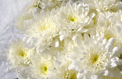 Букеты из 101 хризантемы купить в Москве ✿ Доставка: 0 ₽ при заказе от 3  000 ₽ ✿ Букеты цветов от Venus in Fleurs