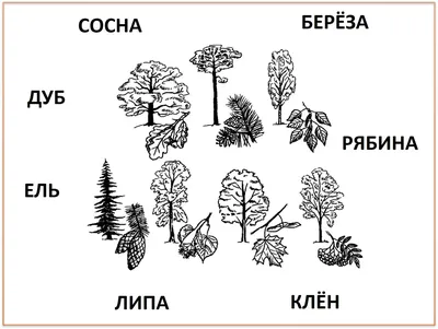 Комплект развивающий ПРИРОДА. ЛИСТВЕННЫЕ ДЕРЕВЬЯ. ХВОЙНЫЕ ДЕРЕВЬЯ.  КУСТАРНИКИ. 2198