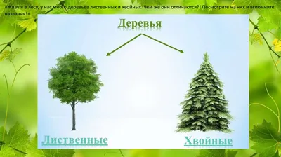 Конспект совместной познавательно-исследовательской деятельности «Сравнение  веток хвойных деревьев» для старших дошкольников (16 фото). Воспитателям  детских садов, школьным учителям и педагогам - Маам.ру