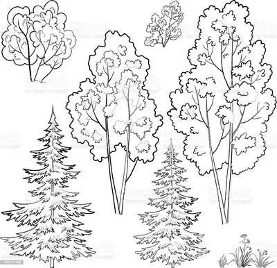Картинки лиственных и хвойных деревьев для детей (50 картинок) - Pichold
