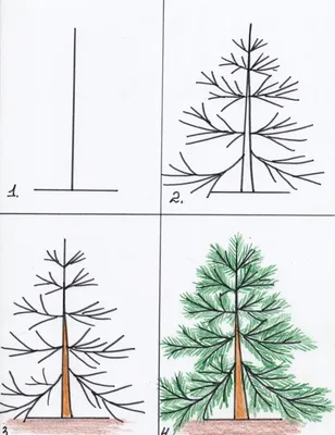 Хвойные деревья картинки, срисовки и детские рисунки.