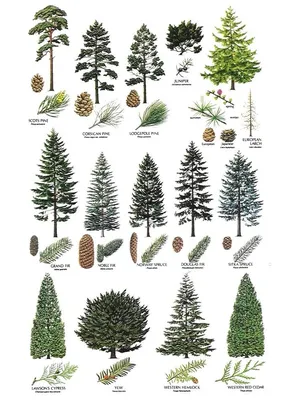 Картинки лиственных и хвойных деревьев для детей (50 картинок) - Pichold