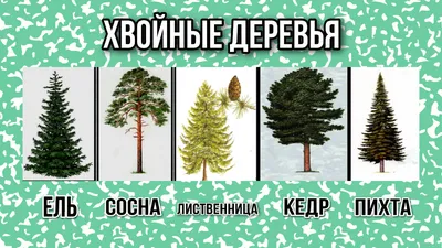 хвойные деревья фото и названия: 10 тыс изображений найдено в  Яндекс.Картинках | Растения, Идеи посадки растений, Целебные травы