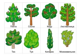 Хвойные растения | ИнтернетУрок