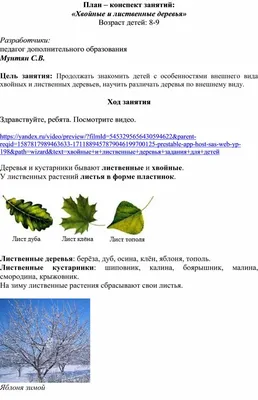 хвойные и лиственные деревья без листвы зимой Стоковое Фото - изображение  насчитывающей хобот, рост: 223011214