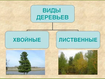 Деревья. Лиственные и хвойные деревья - презентация онлайн