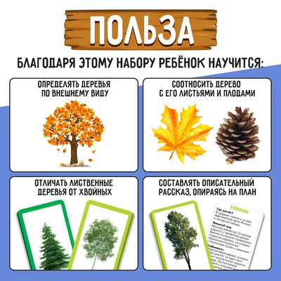 Деревья: лиственные и хвойные. Сравнение лиственных и хвойных деревьев:  общее и различия»