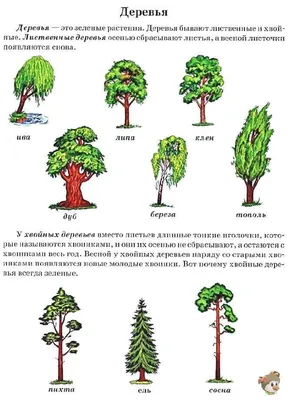 Конспект беседы в средней группе «Хвойные и лиственные деревья» (2 фото).  Воспитателям детских садов, школьным учителям и педагогам - Маам.ру