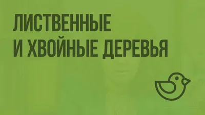 Конспект беседы в средней группе «Хвойные и лиственные деревья» (2 фото).  Воспитателям детских садов, школьным учителям и педагогам - Маам.ру