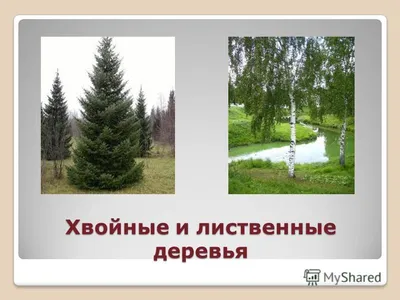 Деревья России хвойные и лиственные: 2 тыс изображений найдено в Яндекс  Картинках