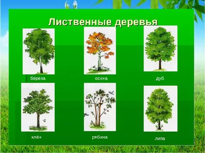 Презентация на тему: "Хвойные и лиственные деревья. Деревья, у которых на  ветках растут листья, называют лиственными.". Скачать бесплатно и без  регистрации.