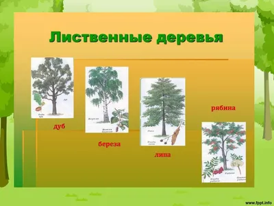 3D модели. Сборник Archmodels vol. 154, растения: хвойные и лиственные  деревья, кустарники — 3ds Max, Cinema4D id4990