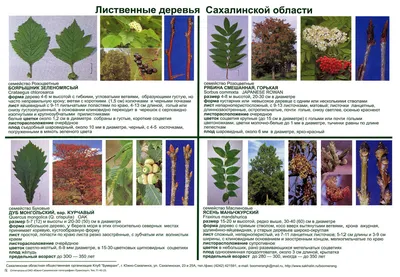 Что можно посадить рядом с хвойными – примеры удачных сочетаний растений |  Дизайн участка (Огород.ru)