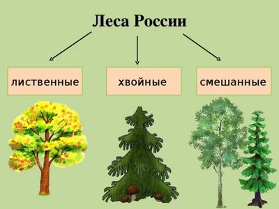 Какой лес называется: а) лиственным; б) хвойным; в) смешанным? Проверьте  себя на "Страничках Умного Совёнка". Какие леса