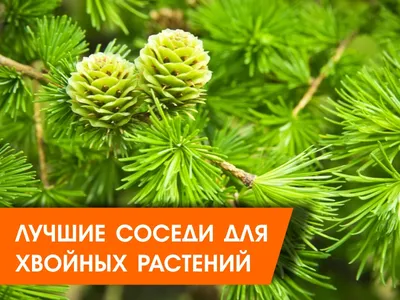 Лучшие соседи для хвойных растений в саду