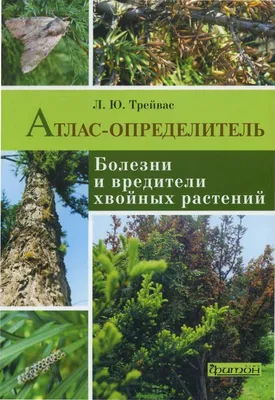 Болезни и вредители хвойных растений - как определить и чем лечить ~  Питомник декоративных растений Митрохиных