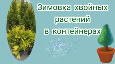 Фунгицид Ракурс, от болезней хвойных растений, 4 мл, Avgust в Москве: цены,  фото, отзывы - купить в интернет-магазине Порядок.ру