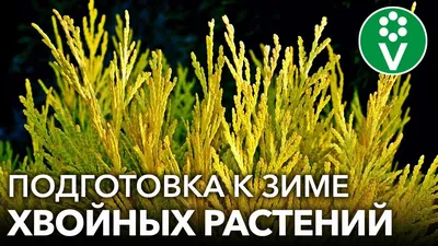 Обзор хвойных растений. Приглашаю на прогулку в наш сад. - YouTube