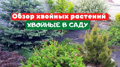 Удобрения для хвойных растений: особенности подпитки хвойников - Новости  Клуба Растений