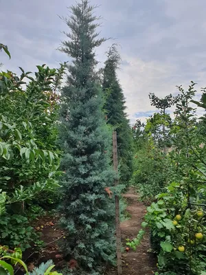 Кипарис вечнозелёный пирамидальный (Cupressus sempervirens) — путеводитель  по отдыху в Крыму