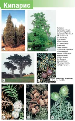 Кипарис Аризонский - Садовый центр Кипарис