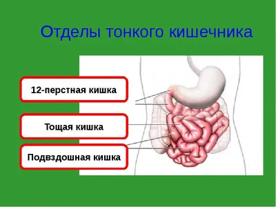 Эндоскопия: как выглядит человек изнутри