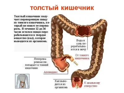 Тонкая кишка у женщин оказалась длиннее, чем у мужчин