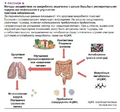 Малый Большой Кишечник Иллюстрация Анатомия Пищеварительной Системы Человека  Медицинской Концепции стоковое фото ©My_box_pra 470678662