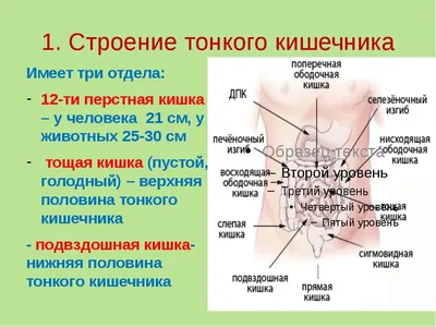 Где находится и как устроен кишечник человека? | ИзучаюМир | Дзен