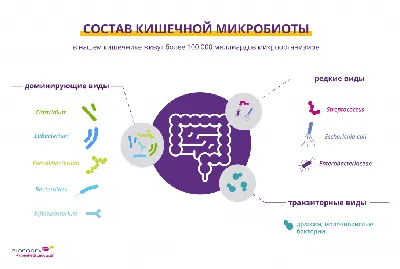 Кишечная микробиота | Контент для широкой общественности | Микробиота  Институт