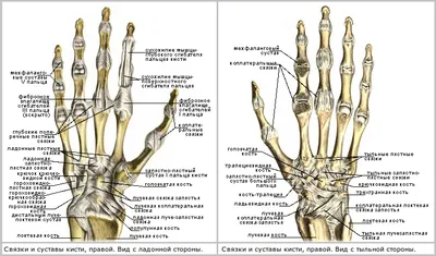 БОЛЕЗНИ КИСТИ И ЗАПЯСТЬЯ - Op. Dr. Tolga Mertoğlu