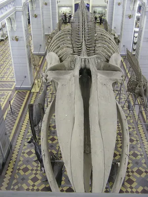 Файл:Скелет синего кита  — Википедия