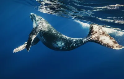 Картинка Хвост кита » Киты » Животные » Картинки 24 - скачать картинки  бесплатно