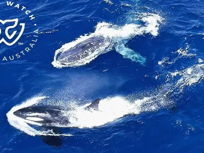 На ночь глядя: смерть восьмиметрового кита в Японии и торнадо в США -  SakhalinMedia