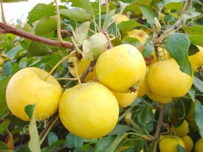 Яблоня Китайка Золотая Ранняя - описание сорта и фото яблок