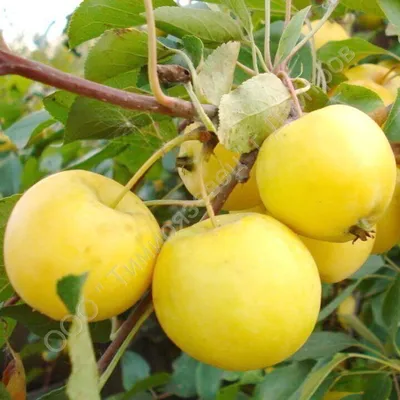 Купить саженцы яблони Китайка золотая ранняя в Дмитрове Московской области