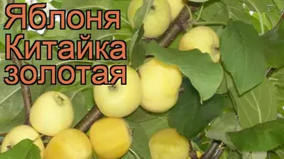 Яблоня Китайка Золотая Ранняя - описание сорта и фото яблок