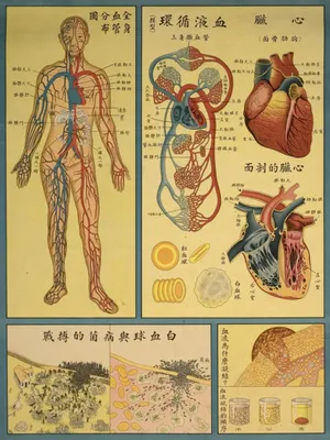 Купить постер (плакат) Китайская медицина на стену для интерьера
