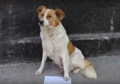 В Китае собака пыталась раскопать могилу хозяина – K-News