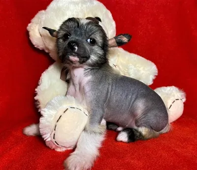 Щенок китайской хохлатой собаки "Маленький принц" купить 40000 руб. №89019  - птичий рынок ЭКЗОТИКА