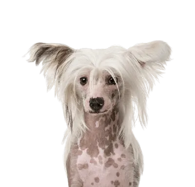 Китайская хохлатая собака (Chinese Crested Dog) - порода веселая, игривая и  нежная. Фото, описание и отзывы о собаке.