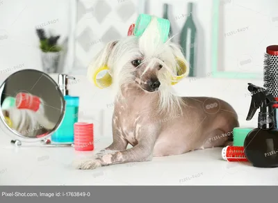 Чёрная голая девочка mini Китайской хохлатой собак