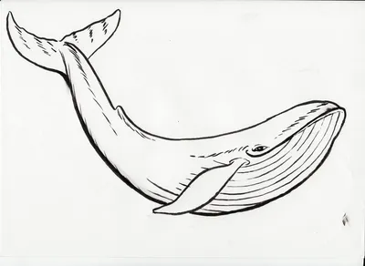 Рисунки китов - 49 фото