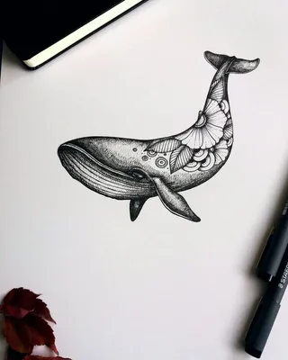 Морское животное синий кит - 66 фото