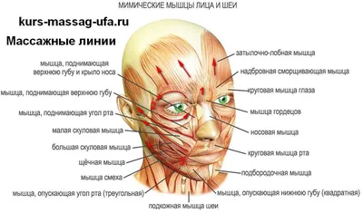 Массаж лица для подтяжки овала: профессиональные техники в клинике  косметологии