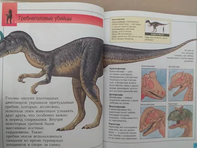 Динозавры. Найди и покажи купить в Самаре