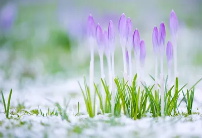 Красивые картинки: в ожидании весны 🌱🌤🌷 | Волшебный мир иллюстраций |  Дзен